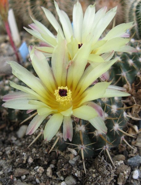 Notocactus submammulosus